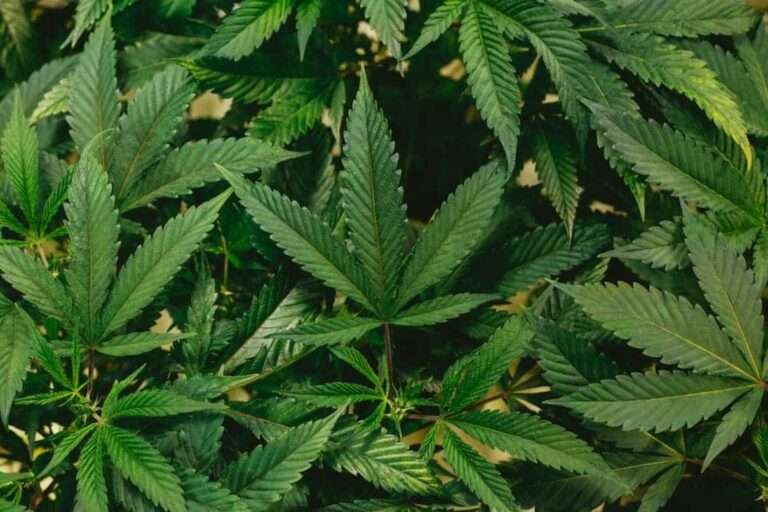 LawyerChennai.com 200 kg of marijuana found; wanted suspect detained in Chennai
